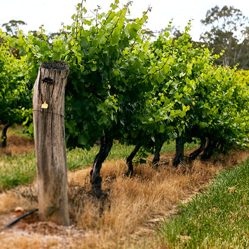 Heggies Vineyard - A Story of Clones